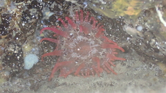 Telmatactis cricoides