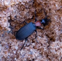 Galerita collaris