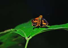 Oriens goloides