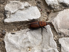 Rhynchophorus ferrugineus