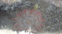 Telmatactis cricoides