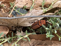 Rhynchophorus ferrugineus