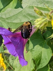 Xylocopa virginica