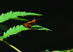 Oriens goloides