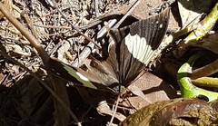 Hypna clytemnestra huebneri