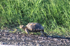 Gopherus berlandieri