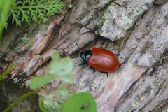 Chrysomela populi