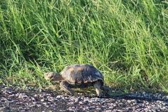 Gopherus berlandieri