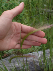 Hordeum