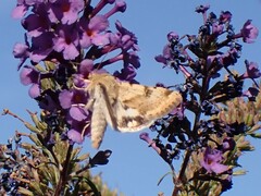 Heliothis phloxiphaga