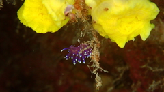 Coryphellina arveloi