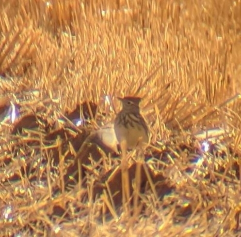Thekla's Lark (Galerida theklae)