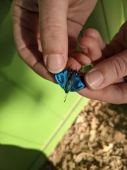 Atlides halesus