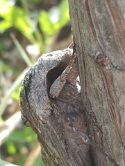 Manduca quinquemaculatus