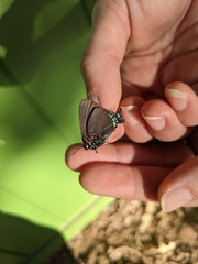 Atlides halesus