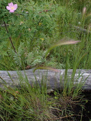 Hordeum