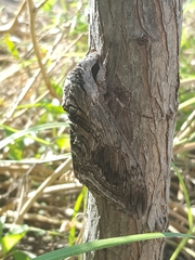 Manduca quinquemaculatus