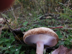 Lactarius torminosus