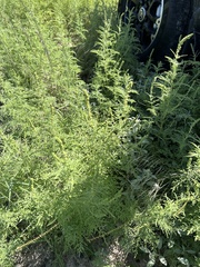 Ambrosia confertiflora