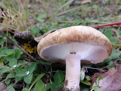 Lactarius torminosus