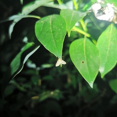 Pyraloidea