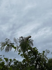 Cacatua goffiniana