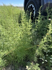Ambrosia confertiflora