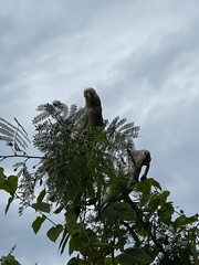 Cacatua goffiniana