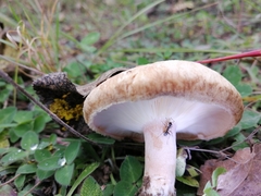 Lactarius torminosus