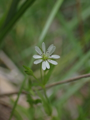 Stellaria longipes