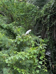 Cacatua goffiniana