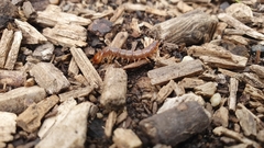 Lithobius variegatus