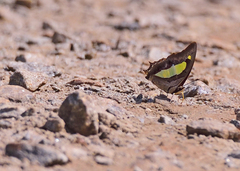 Polyura bharata