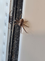 Philodromus aureolus