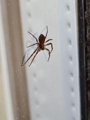 Philodromus aureolus