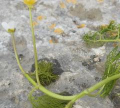 Ranunculus sphaerospermus