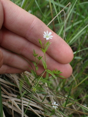 Stellaria longipes