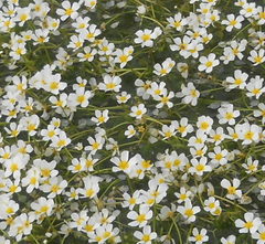 Ranunculus sphaerospermus