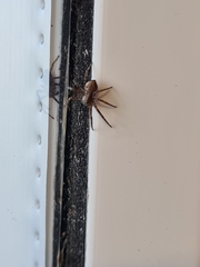 Philodromus aureolus