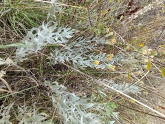 Galatella villosa