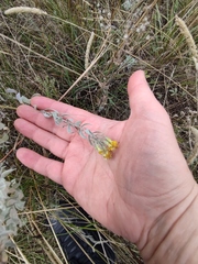 Galatella villosa