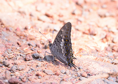 Charaxes solon