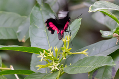 Parides zacynthus