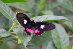 Parides zacynthus