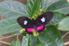 Parides zacynthus
