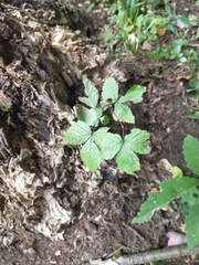 Rubus pubescens