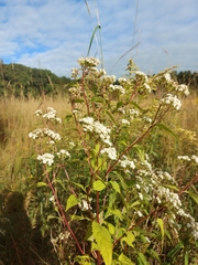 Ageratina altissima