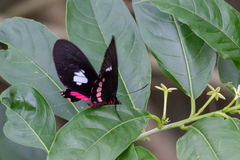 Parides zacynthus