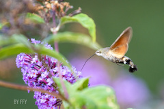 Macroglossum