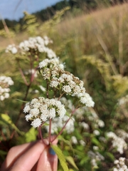 Ageratina altissima